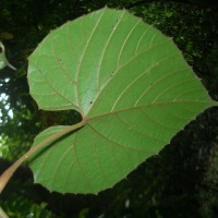 Ampelocissus indica (L.) Planch.